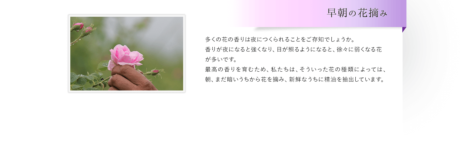 早朝の花摘み