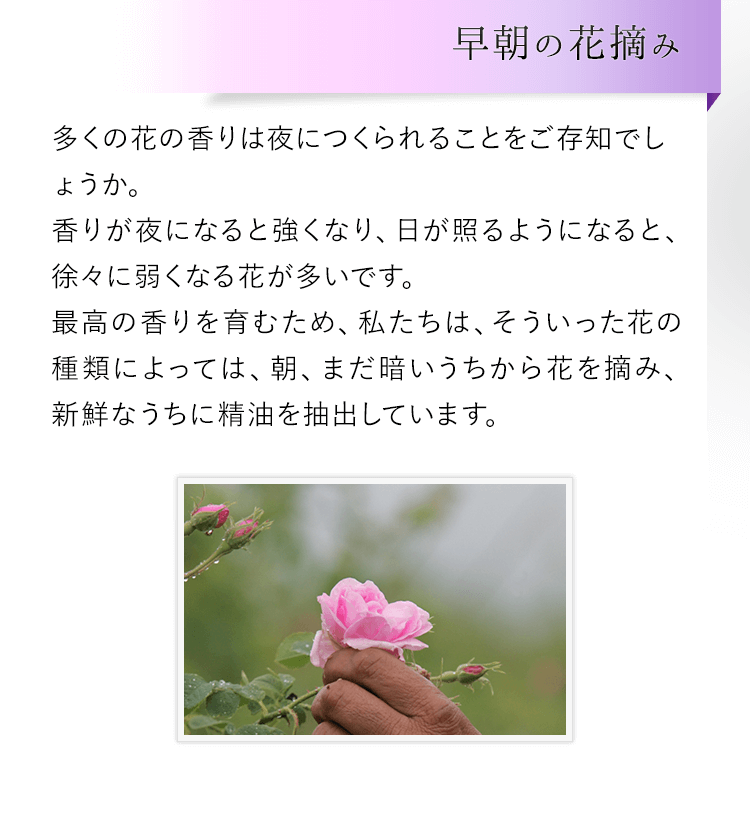 早朝の花摘み